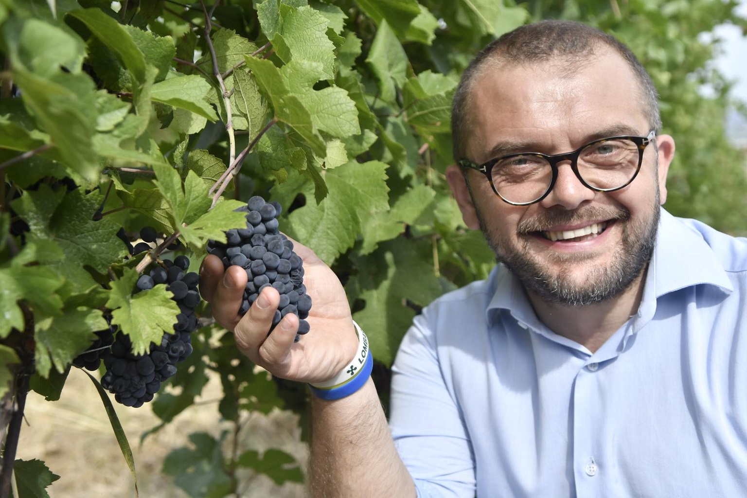 Vino, l'assessore Rolfi interviene in difesa della produzione della zona di Capriano del Colle.