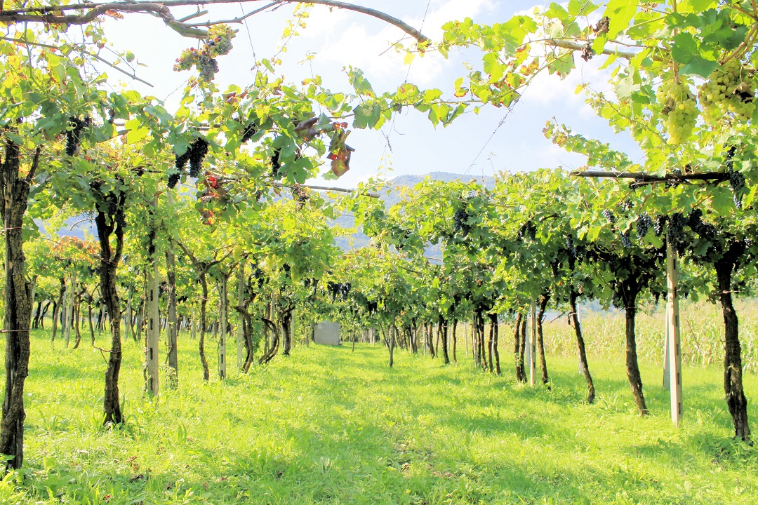 protocollo covid lavoratori stagionali