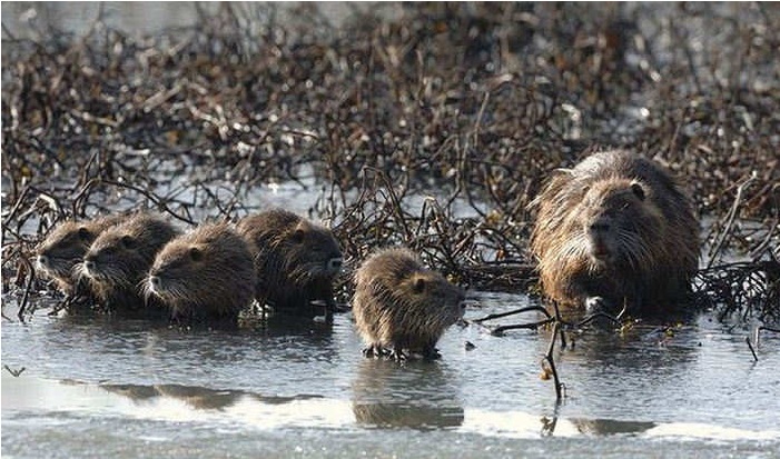 nutria lombardia