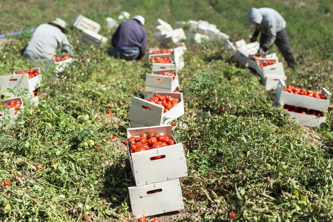 sanatoria settore agricolo