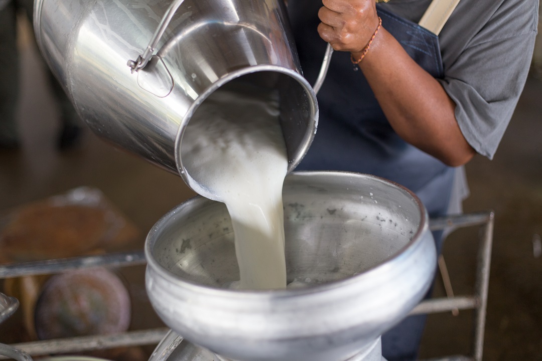 world milk day lombardia