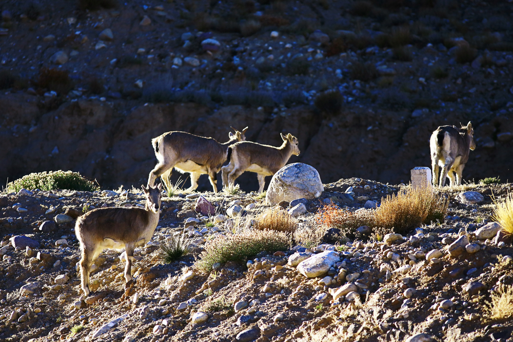 Agricoltura Comunita montane