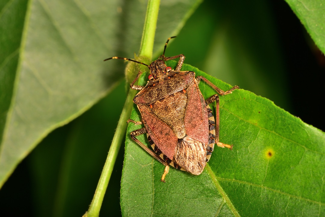 cimice asiatica risarcimenti