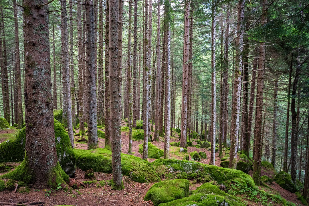 carta foreste lombardia