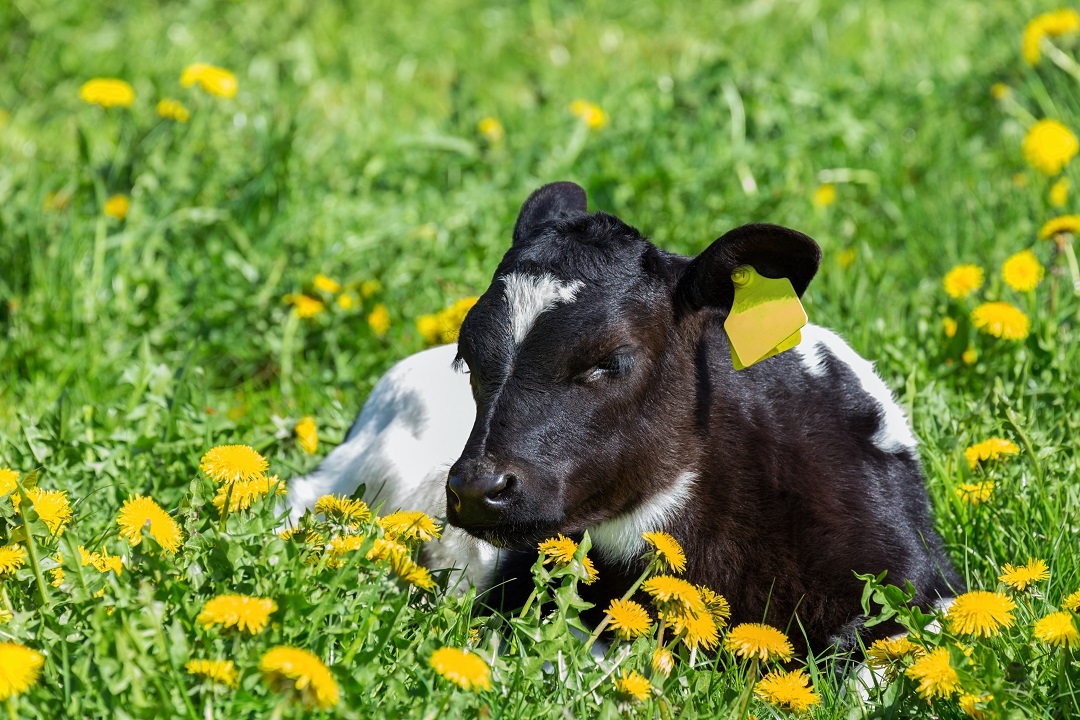 ristori aziende agricole lombarde