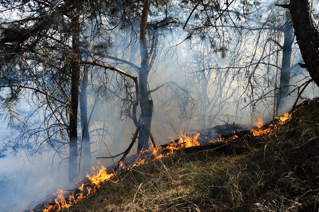 prevenzione incendi territorio forestale