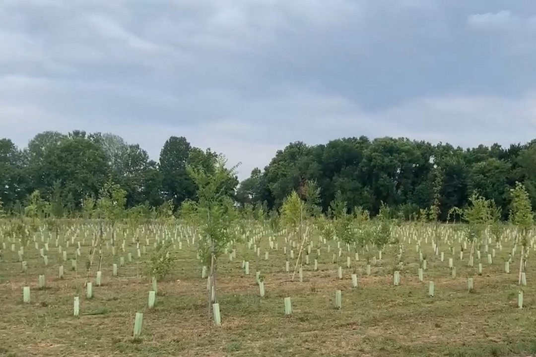 flero bosco delle api