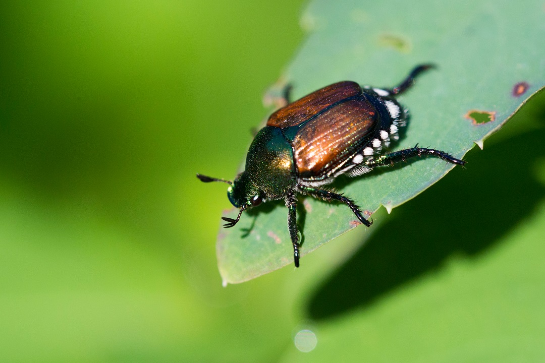 popillia japonica allarmi