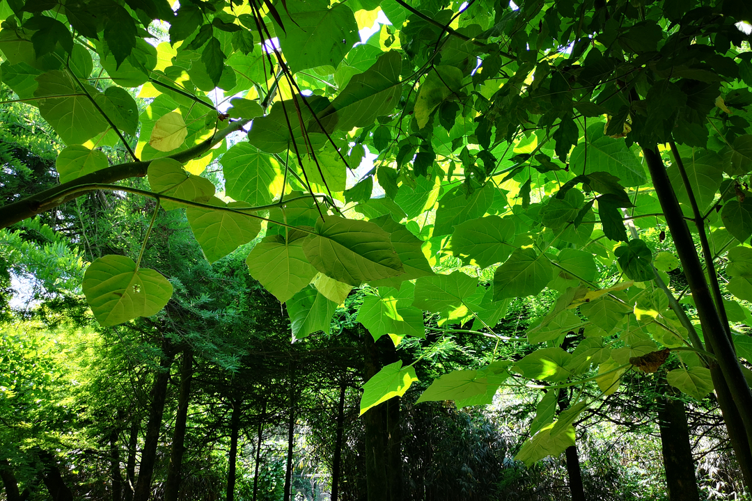 Cambiamenti climatici