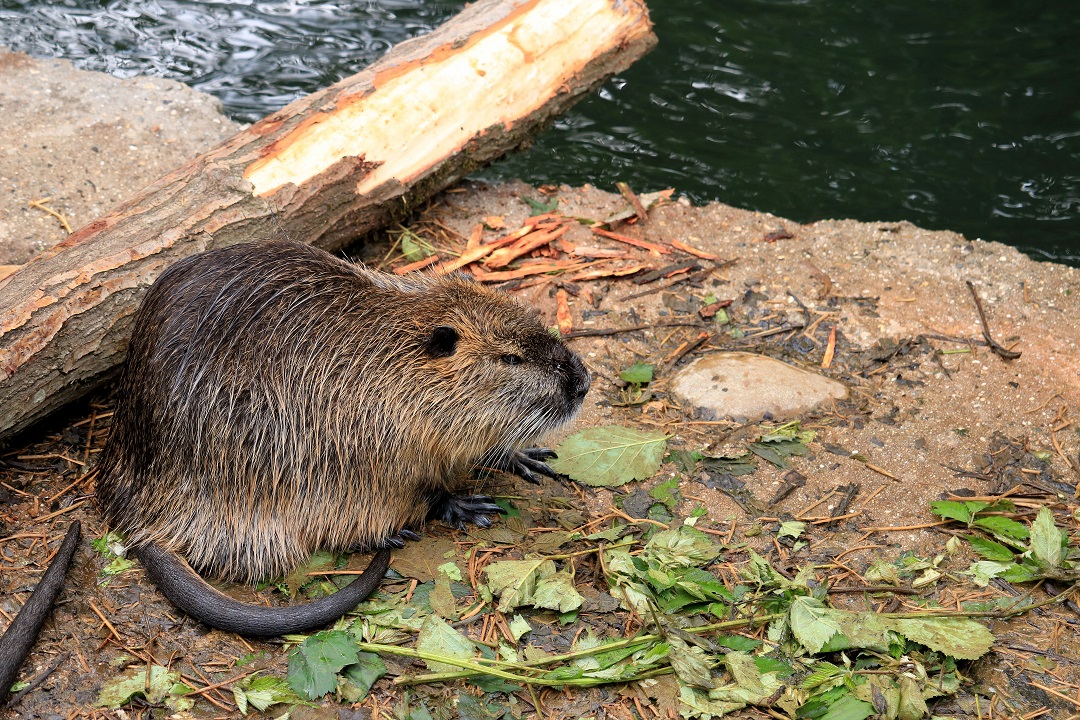 piano triennale eradicazione nutria