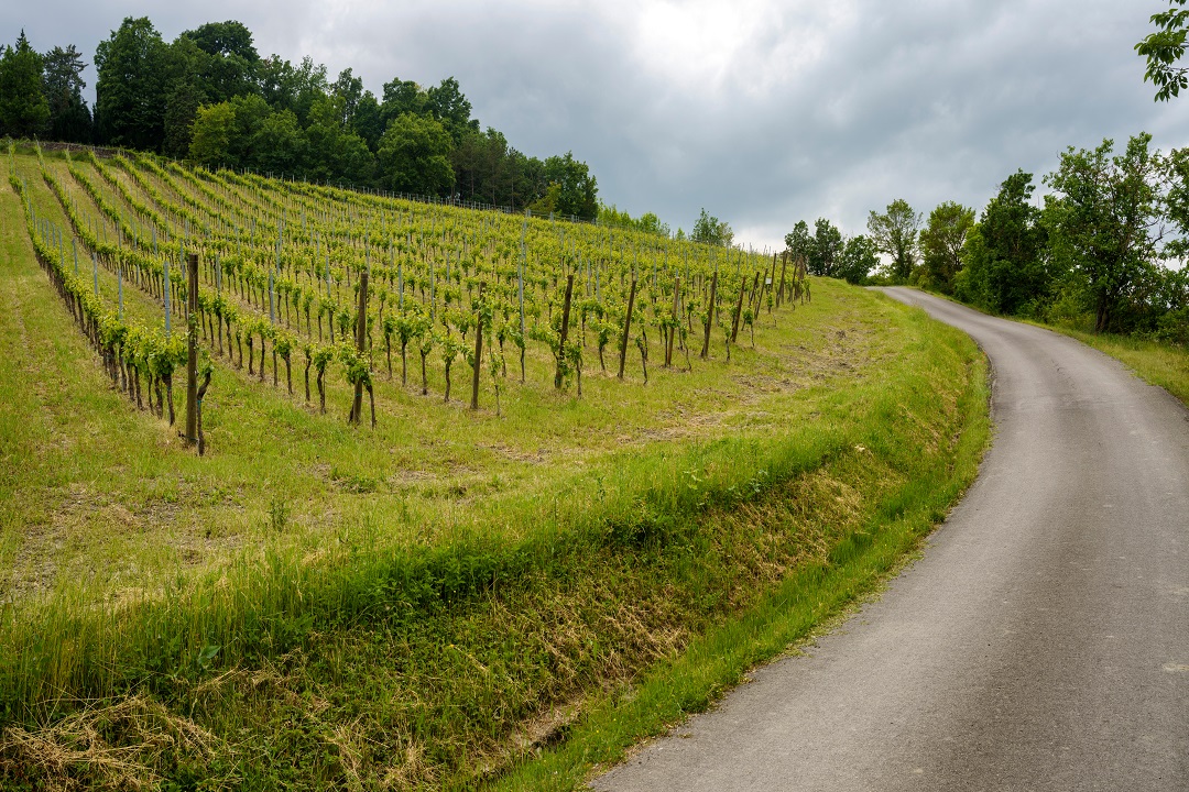 oltrepò pavese vigneti