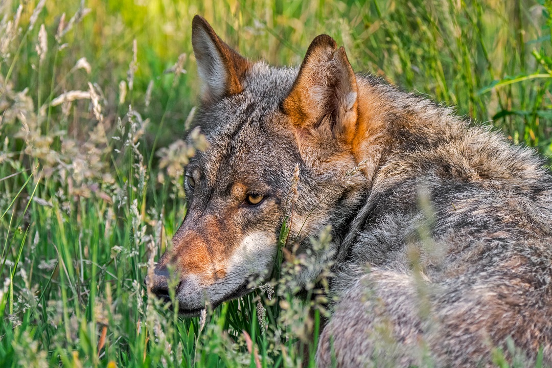 Presenza lupi tutela zootecnia