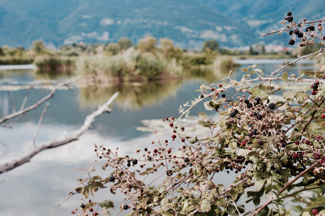 Lago Iseo sfalcio alghe