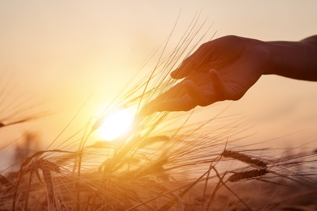 agricoltura regioni proposte anticrisi