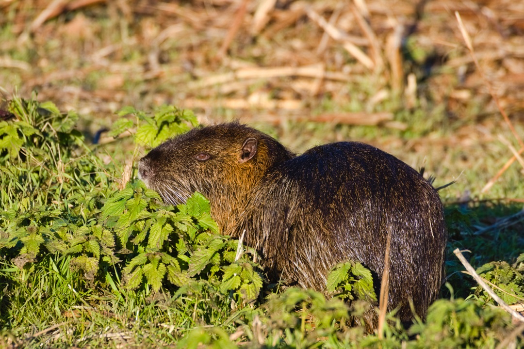 contenimento nutrie