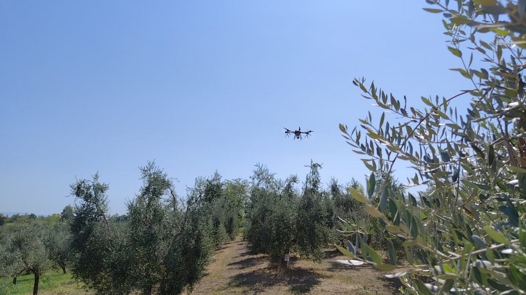 drone nelle coltivazioni