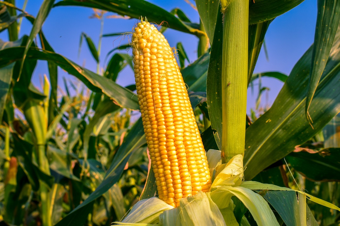 The,Corn,Or,Maize,In,The,Sweet,Corn,Field.,Waiting