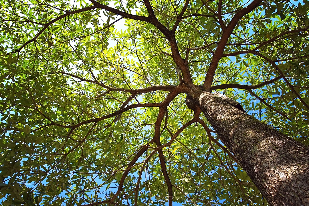 Giornata degli alberi