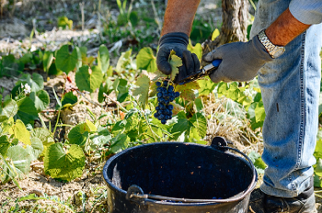 Innovazione in agricoltura 