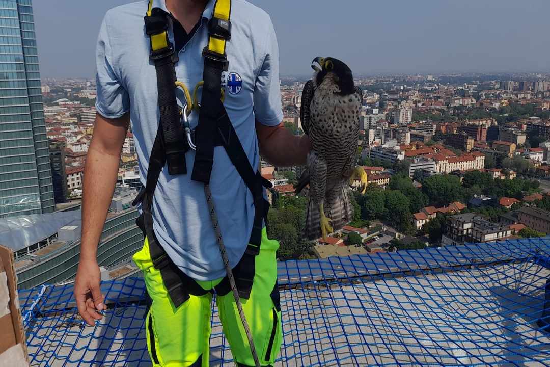 falco pellegrino giulia intrappolata