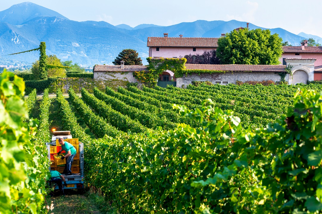 vini franciacorta