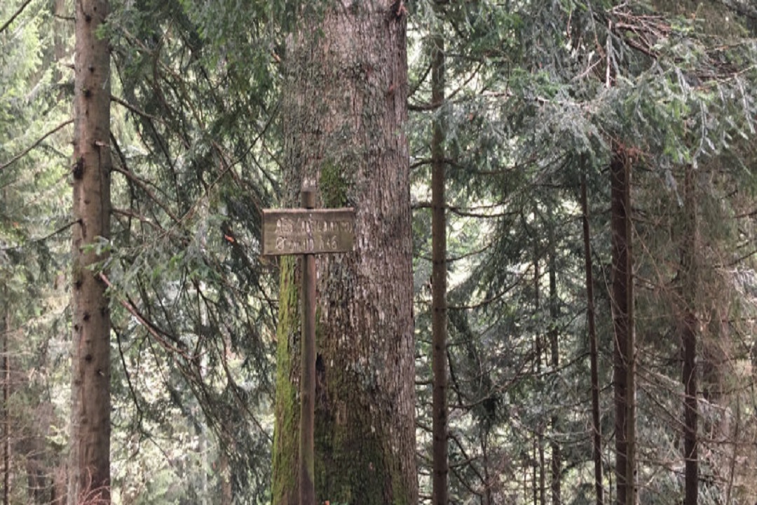 Alberi monumentali Lombardia