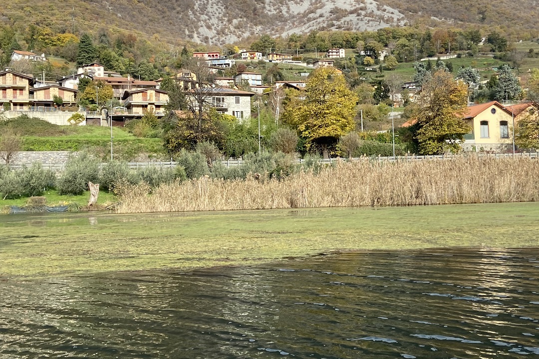 Lago Endine macrofite invasive acquatiche