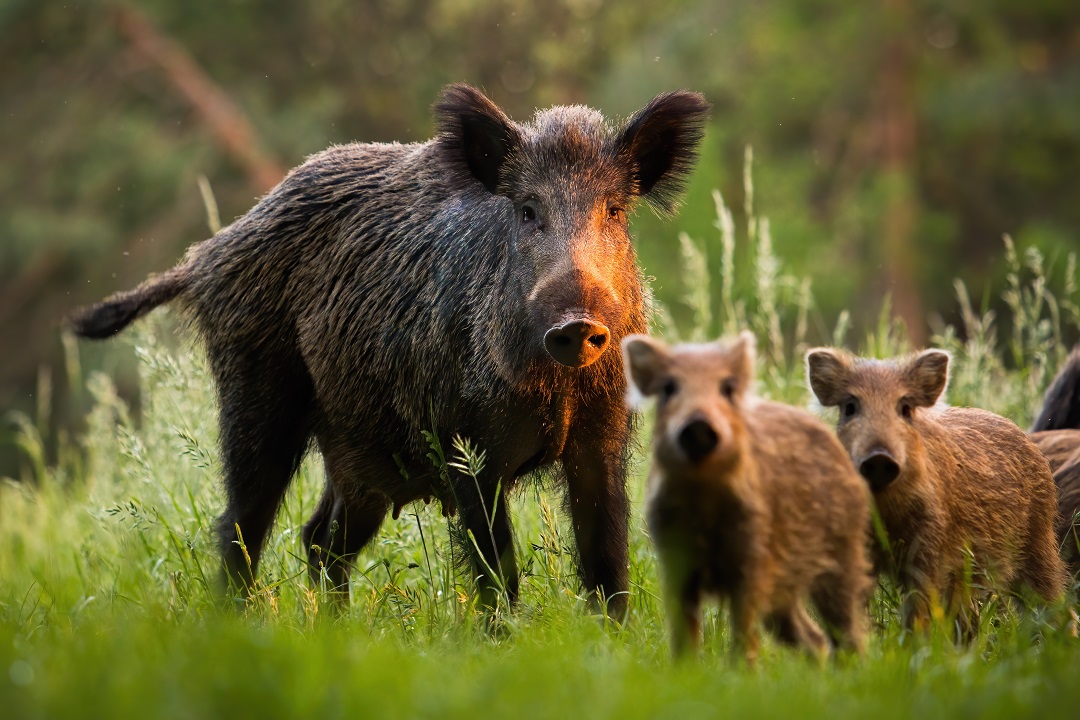 peste suina africana fondi prevenire contagio lombardia