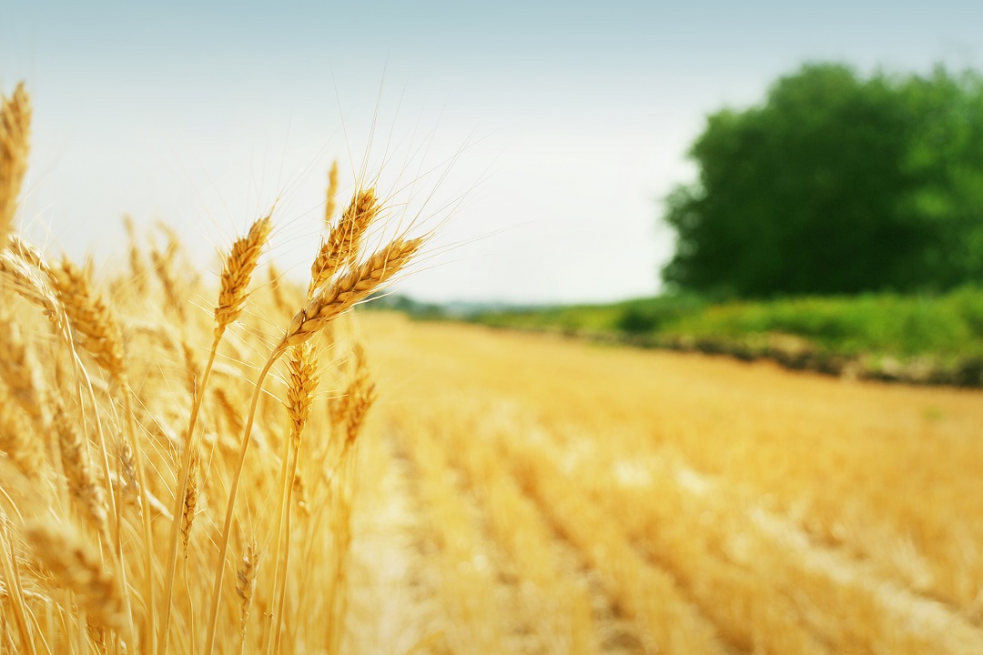 agricoltura lombardia ultimatum europa