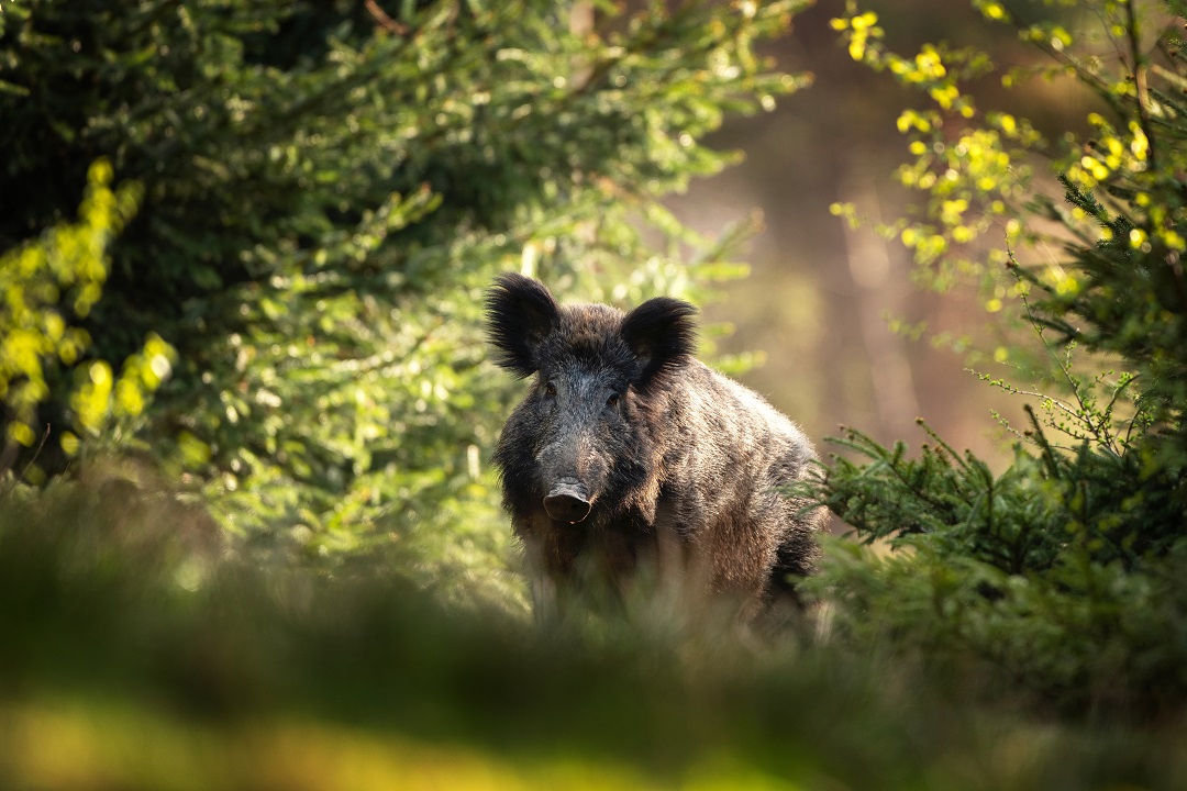 peste suina africana ordinanza lombardia