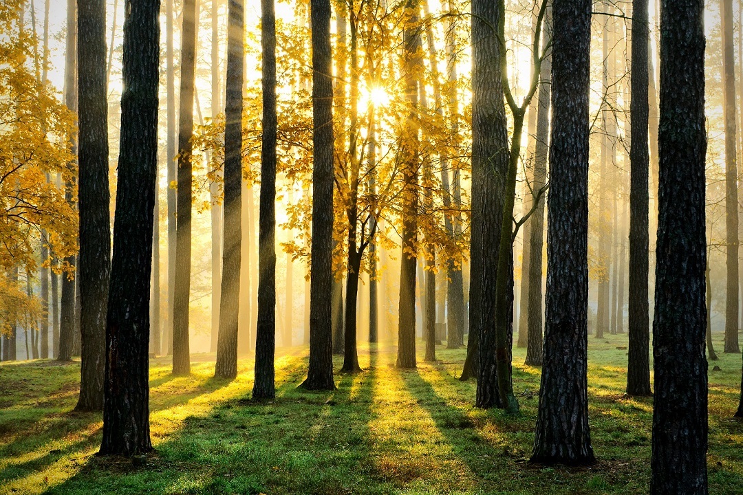 lombardia associazioni fondiarie forestali