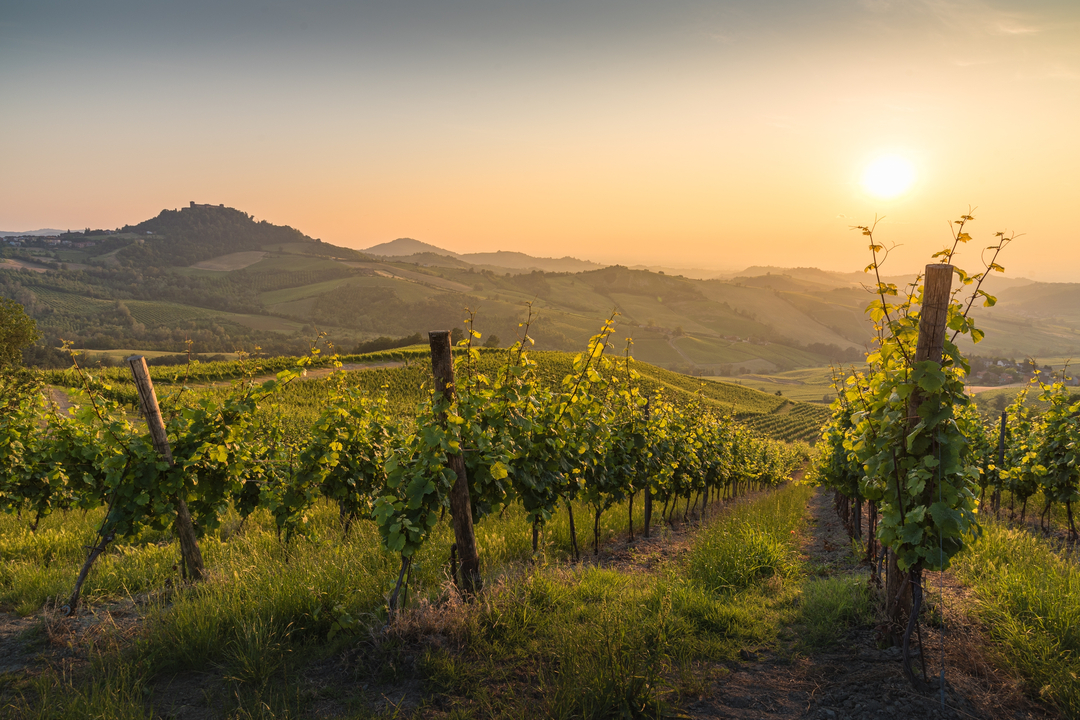 pinot nero oltrepò pavese