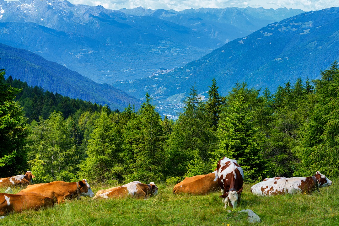 18 milioni aziende agricole montagne lombardia